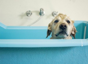 O que fazer se seu cão tiver odores desagradáveis