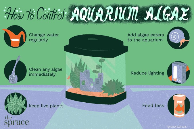 Como controlar algas de aquário