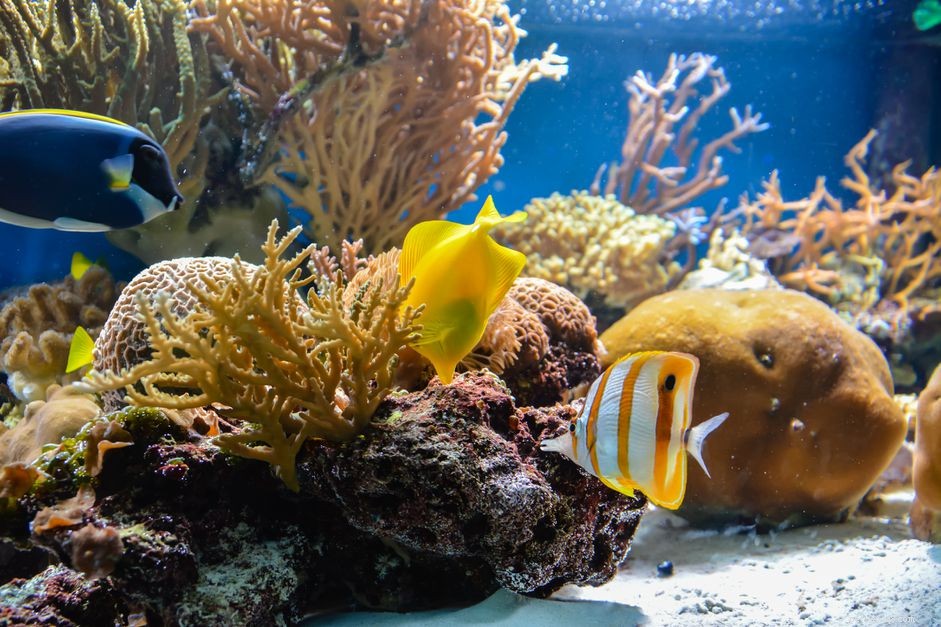 Comment contrôler les algues d aquarium