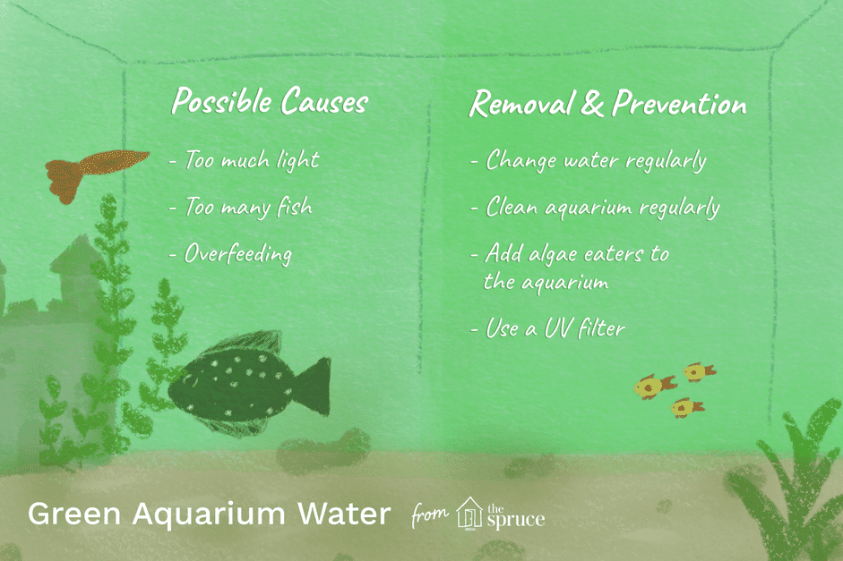 Oorzaken en remedies voor groen aquariumwater