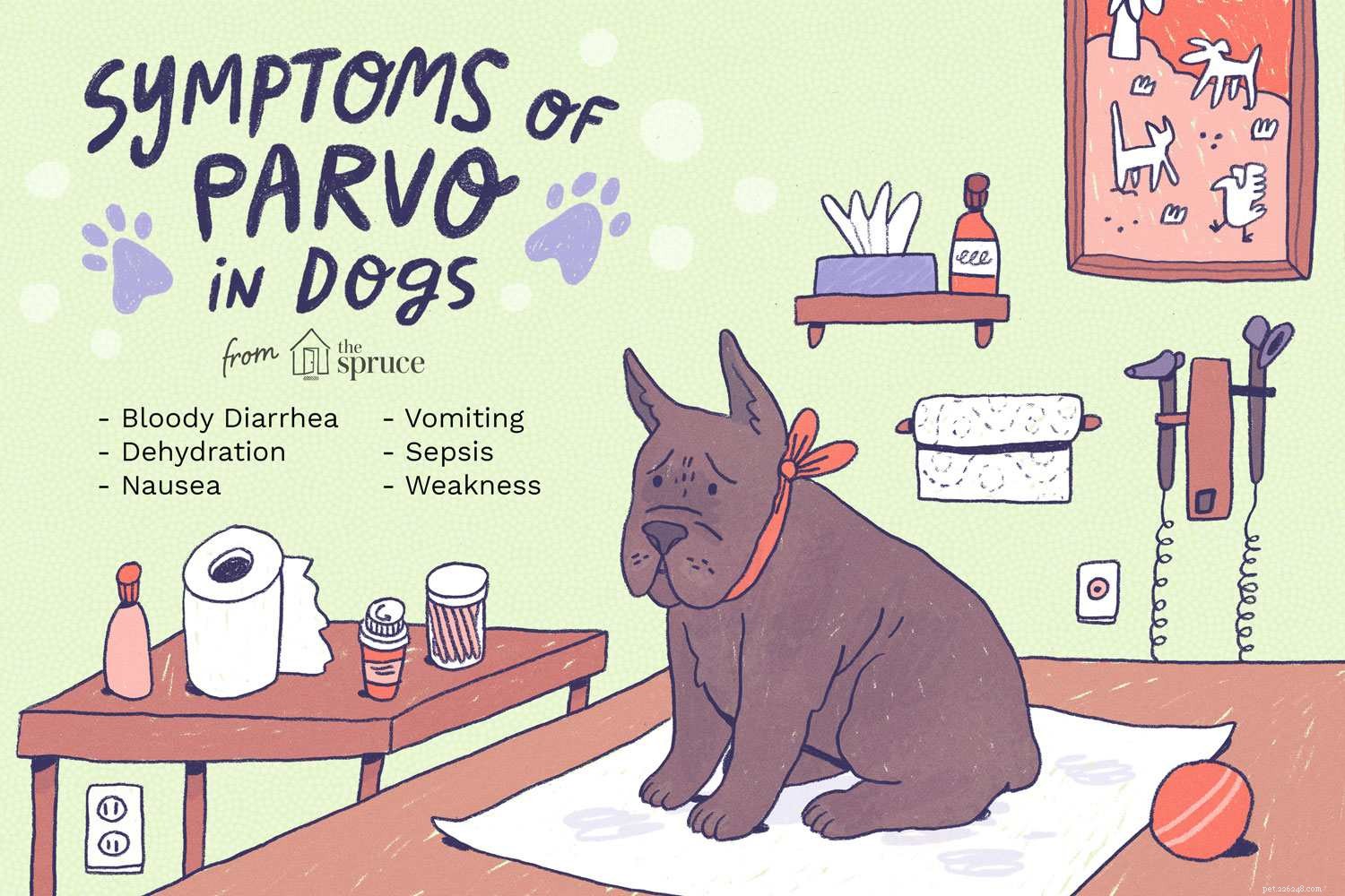 Trattare il parvovirus nei cani