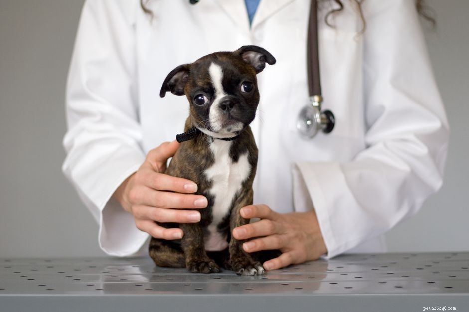 Trattare il parvovirus nei cani