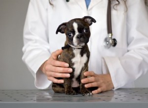 犬のパルボウイルスの治療 