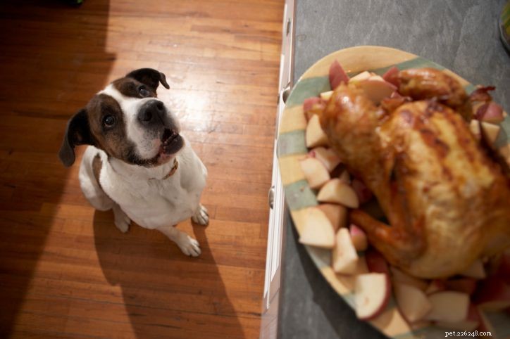 Potraviny, kterými byste svého psa nikdy neměli krmit