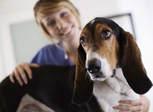 Teste de diagnóstico para epilepsia e convulsões em cães