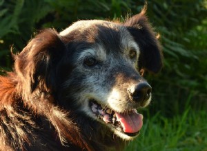 Como lidar com a surdez em cães