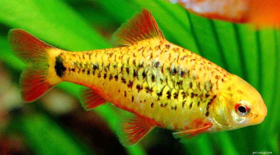 Profilo delle specie di pesci barbi d oro (cinese)
