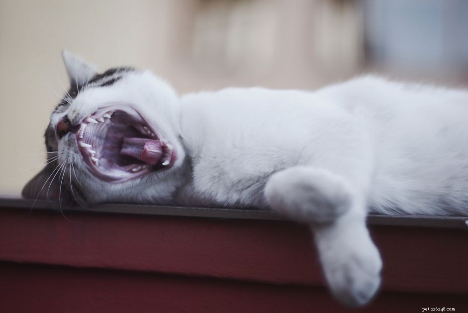 Como examinar corretamente os dentes e gengivas de seus gatos