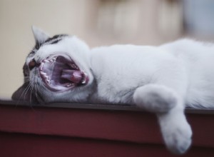 猫の歯と歯茎を適切に検査する方法 