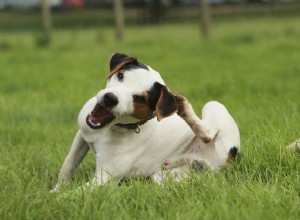 Piolhos em cães