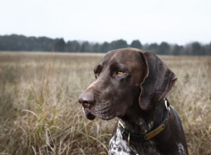 放線菌症とは何ですか？犬のこの細菌感染について 