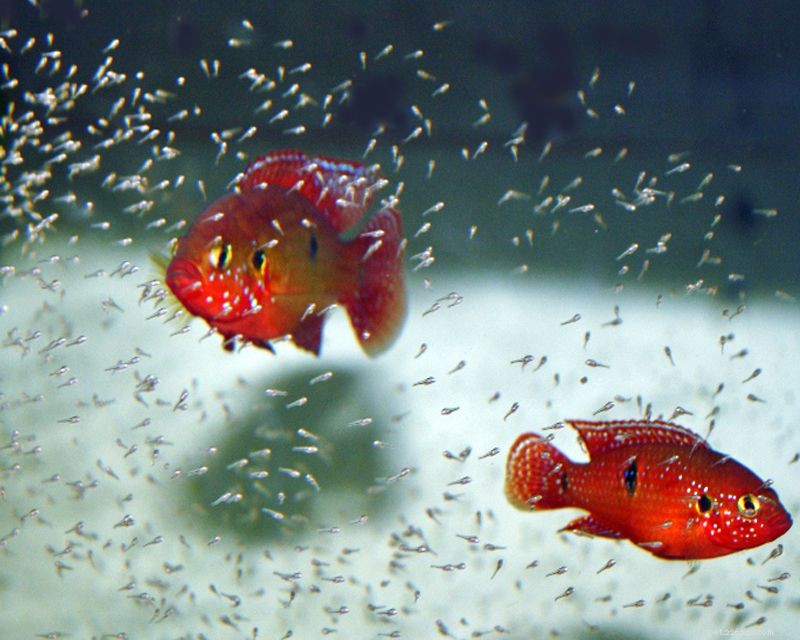 Allevamento del pesce gioiello (Ruby Cichlid)