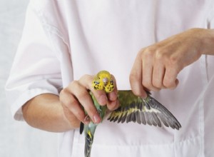 Как подрезать крылья птицам