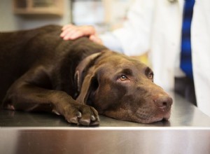 Maladie de la vésicule biliaire chez le chien