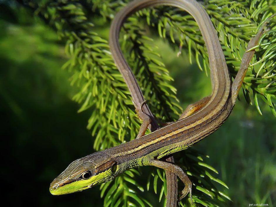 Perfil da espécie de lagarto de cauda longa