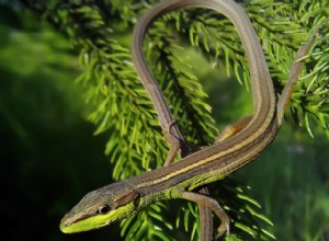 Профиль вида длиннохвостой травяной ящерицы
