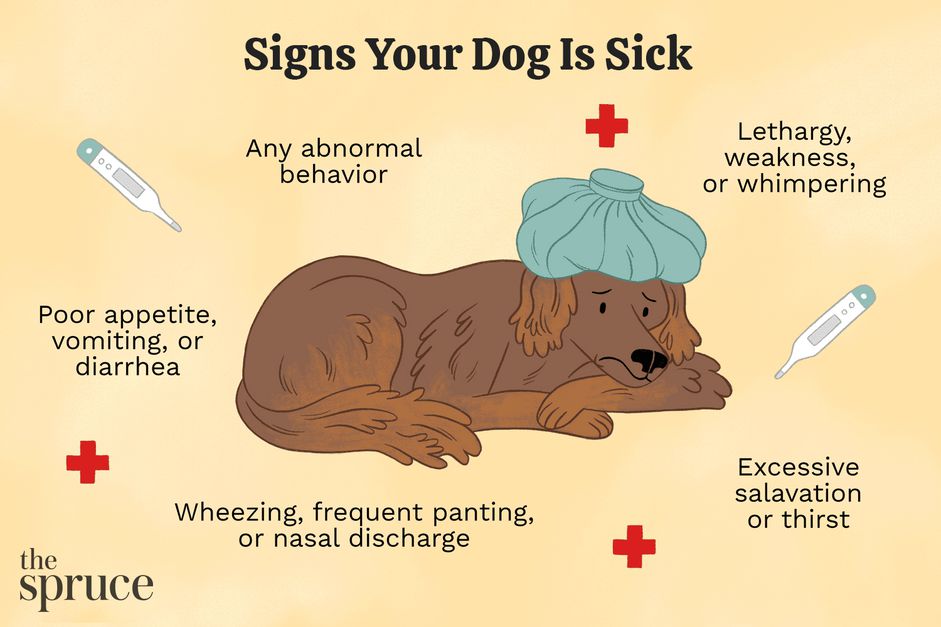 Tecknen på en sjuk hund och vad man ska göra