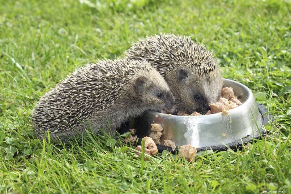 Měl by váš ježek jíst krmivo pro kočky nebo ježka?