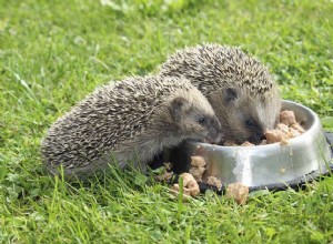 Měl by váš ježek jíst krmivo pro kočky nebo ježka?