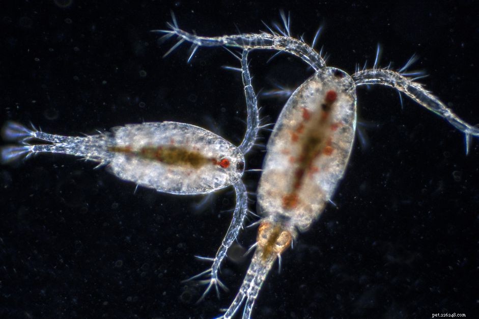 Comment cultiver des amphipodes et des copépodes pour votre aquarium d eau salée
