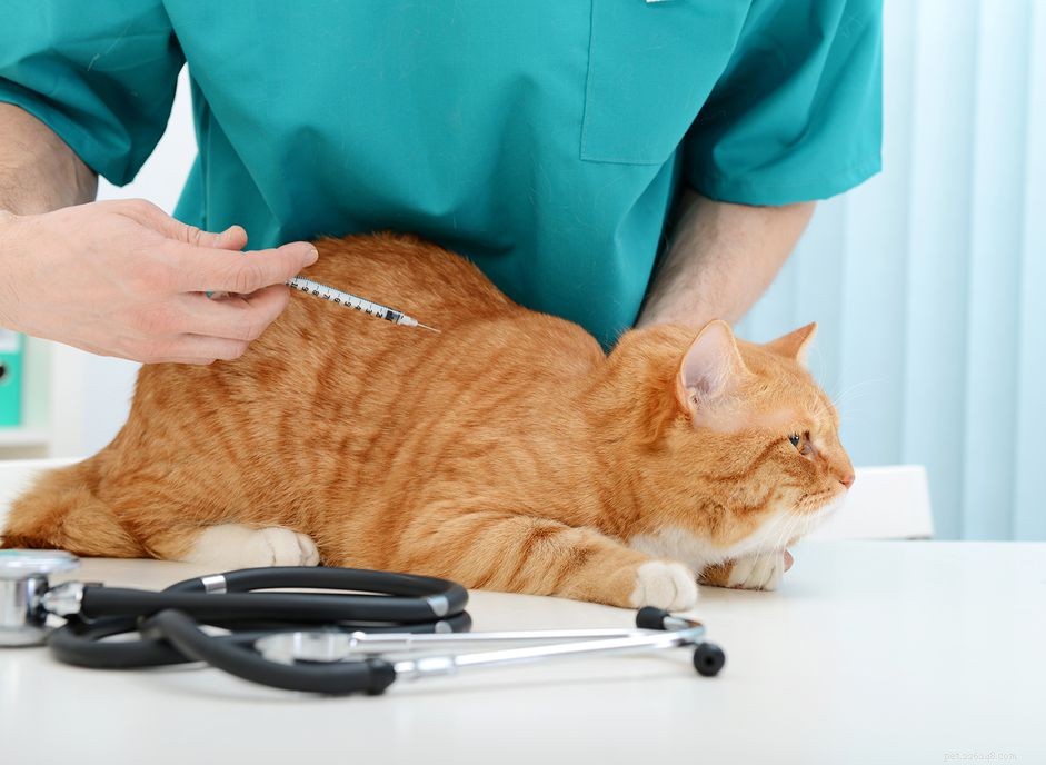 당뇨병 고양이를 위한 인슐린의 대안이 있습니까?