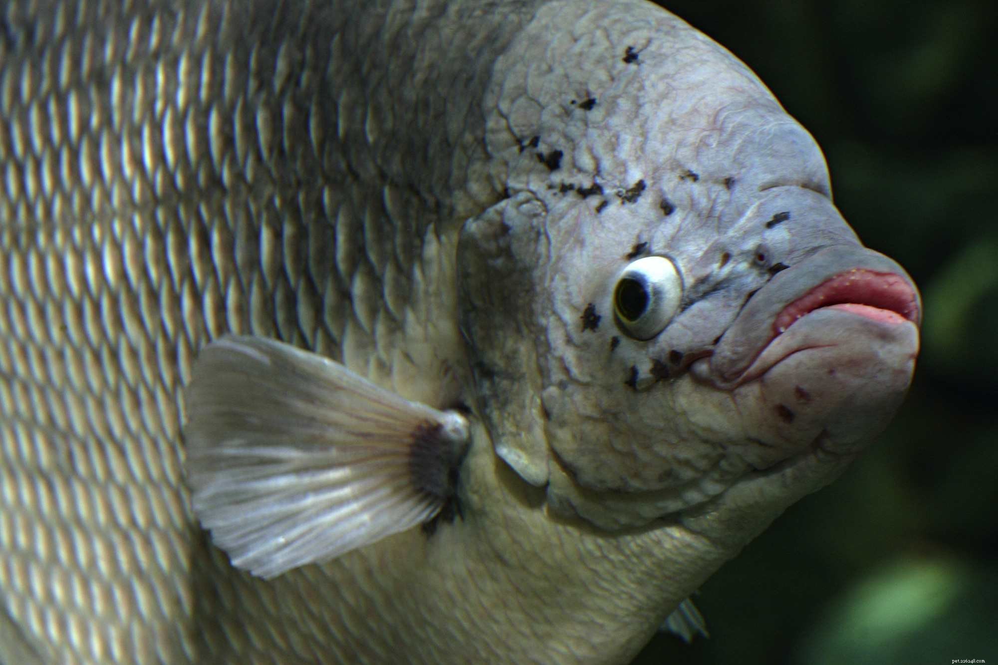 Tipos de boca de peixe e seus usos
