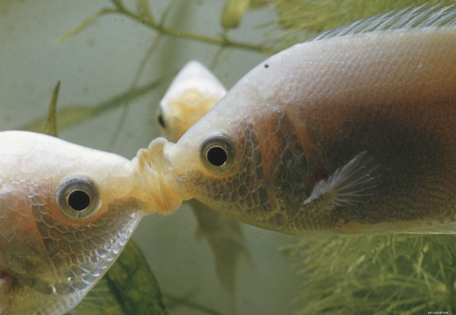 Tipi di bocca di pesce e loro usi