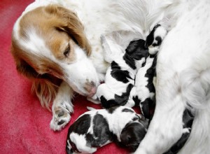 妊娠中の犬の世話と出産の準備 
