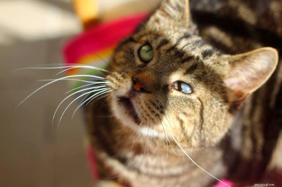 맹인 고양이가 집에서 안전하게 지낼 수 있도록 돕는 8가지 방법