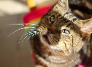 目の見えない猫があなたの家で安全を保つのを助ける8つの方法 