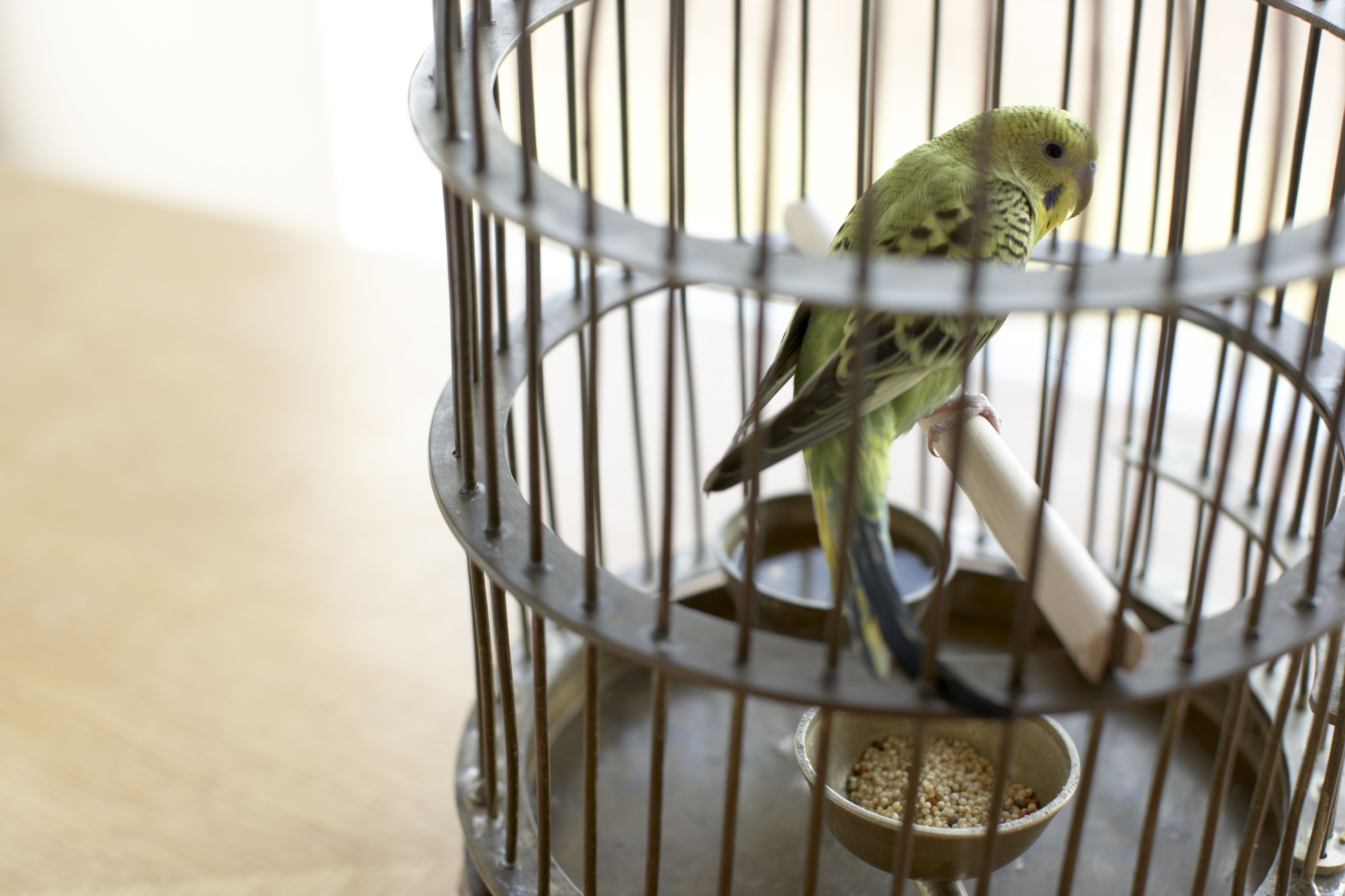 Cinq signes signifient que votre oiseau peut être malade ou souffrir