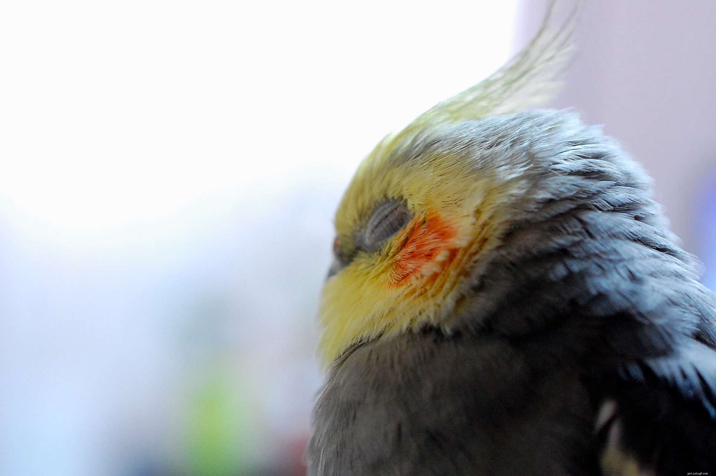 5 tecken på att din fågel kan vara sjuk eller ha ont