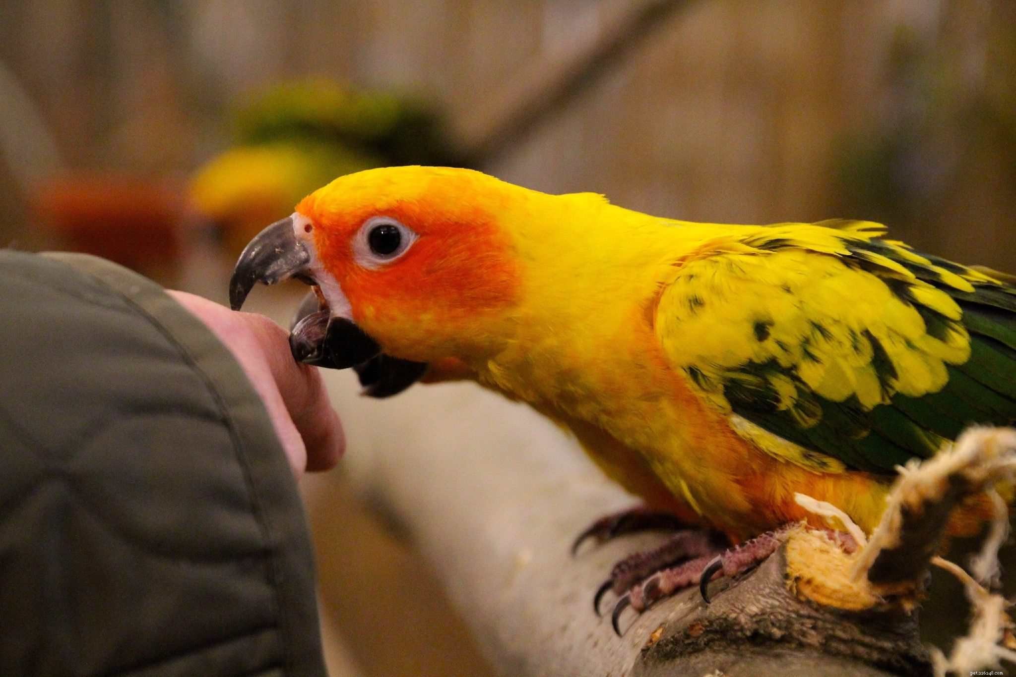 5 признаков того, что ваша птица может быть больна или испытывает боль