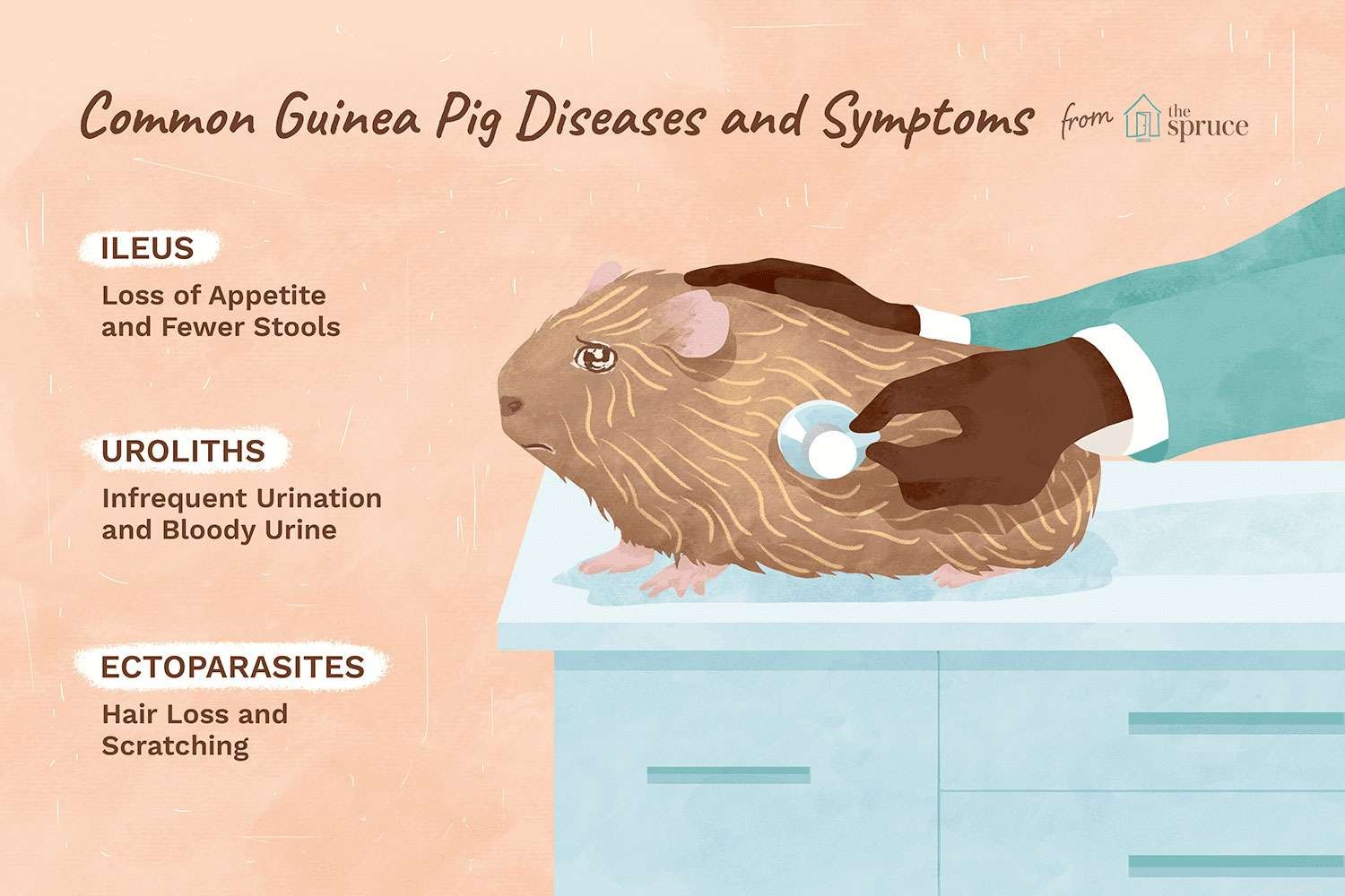Como tratar as 5 doenças mais comuns de cobaias