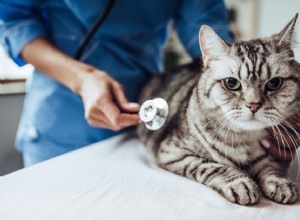 Cardiomiopatia hipertrófica em gatos