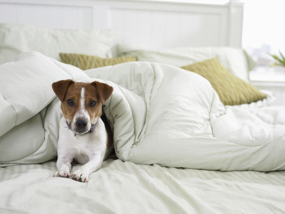 Moet u uw hond op uw bed laten slapen?