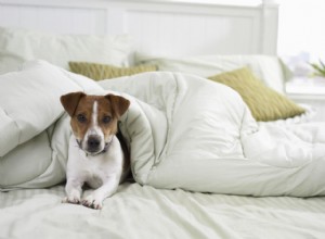 당신의 강아지가 당신의 침대에서 잘 수 있도록 해야 합니까?