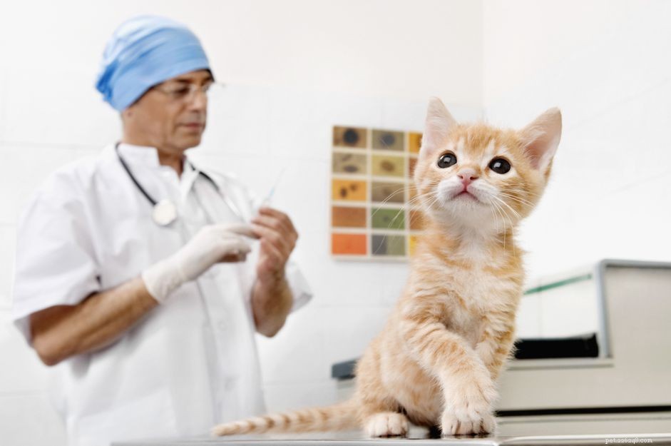 O debate em torno da vacina FIV para gatos