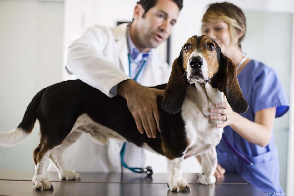 Sterilering eller kastrering av din hund