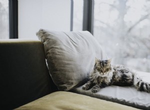 Бывает ли у кошек менопауза?