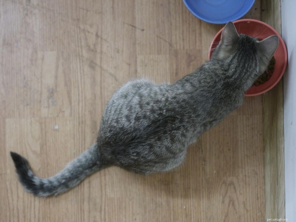 Existuje krmivo pro kočky, které pomáhá předcházet problémům s močením?