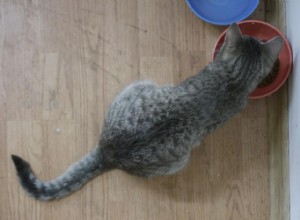 Existe um alimento para gatos que ajude a prevenir problemas urinários?