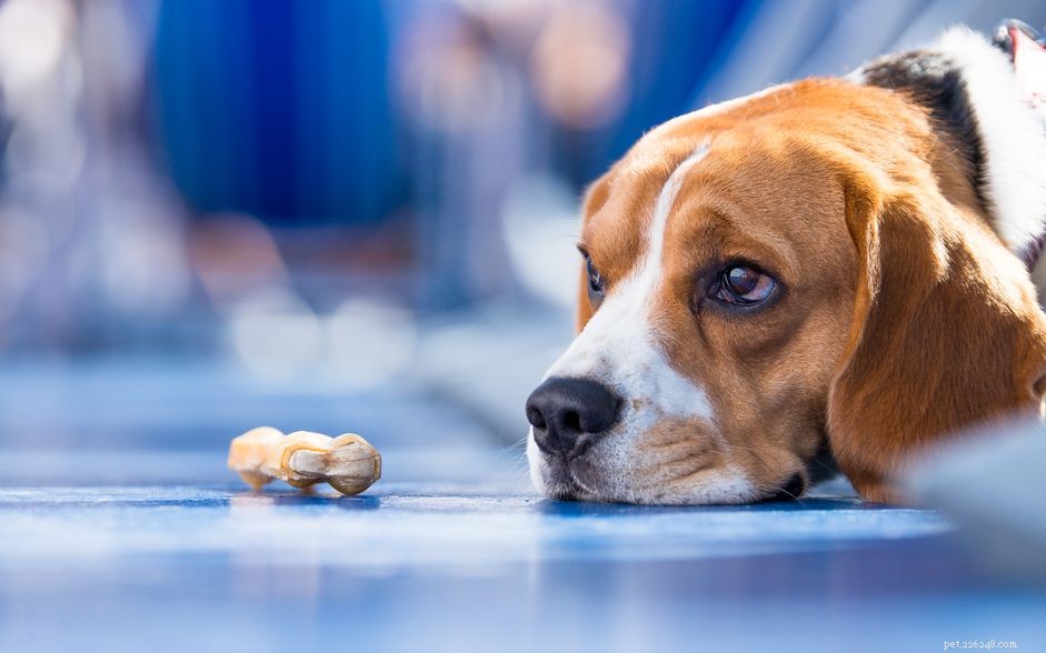 10 razões pelas quais as pessoas odeiam seu cachorro