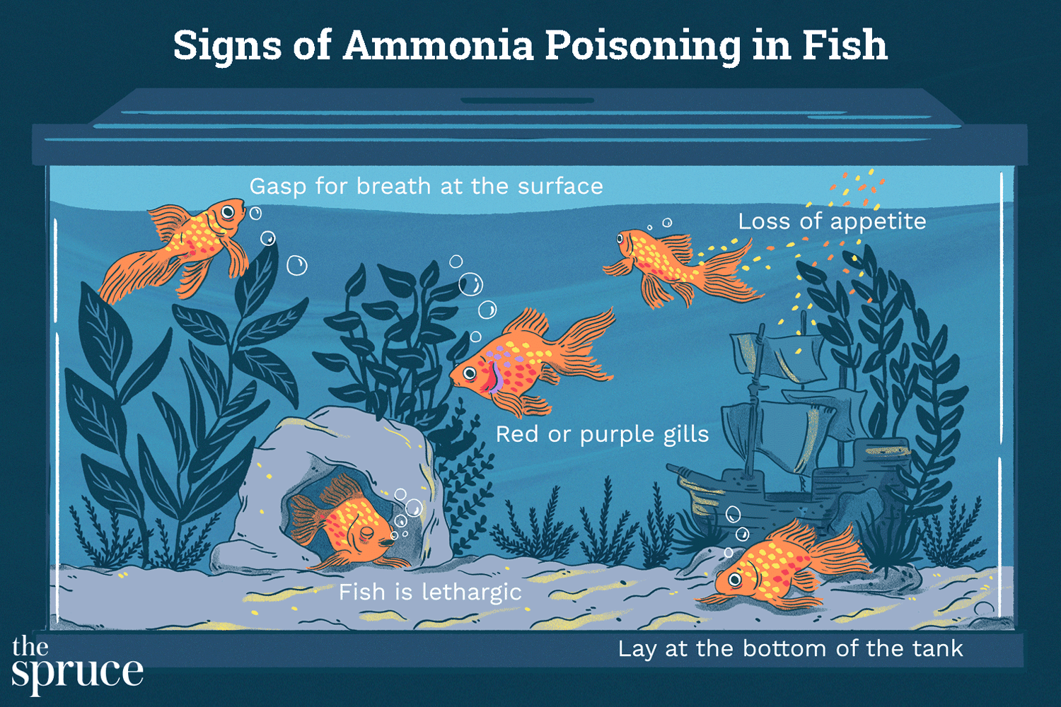 Como tratar o envenenamento por amônia em peixes de aquário