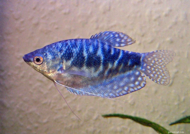 Perfil da espécie de peixe gourami azul