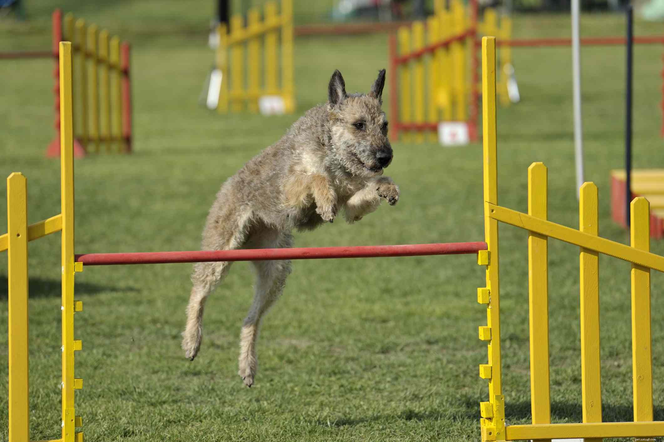Laekenois belge :profil de race de chien