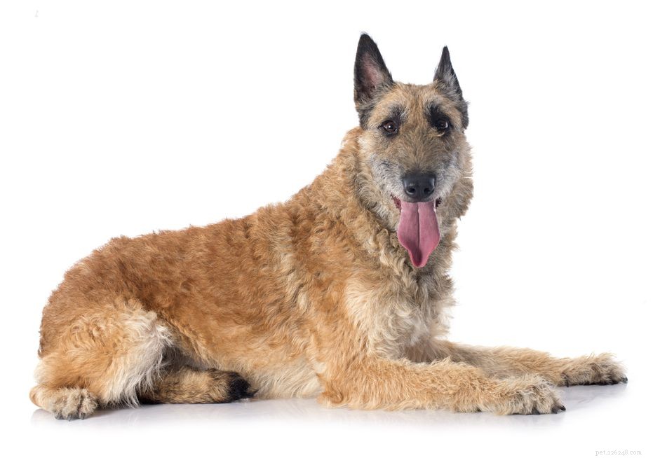 Belga Laekenois:perfil da raça do cão
