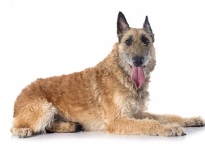 Belgian Laekenois：Dog Breed Profile