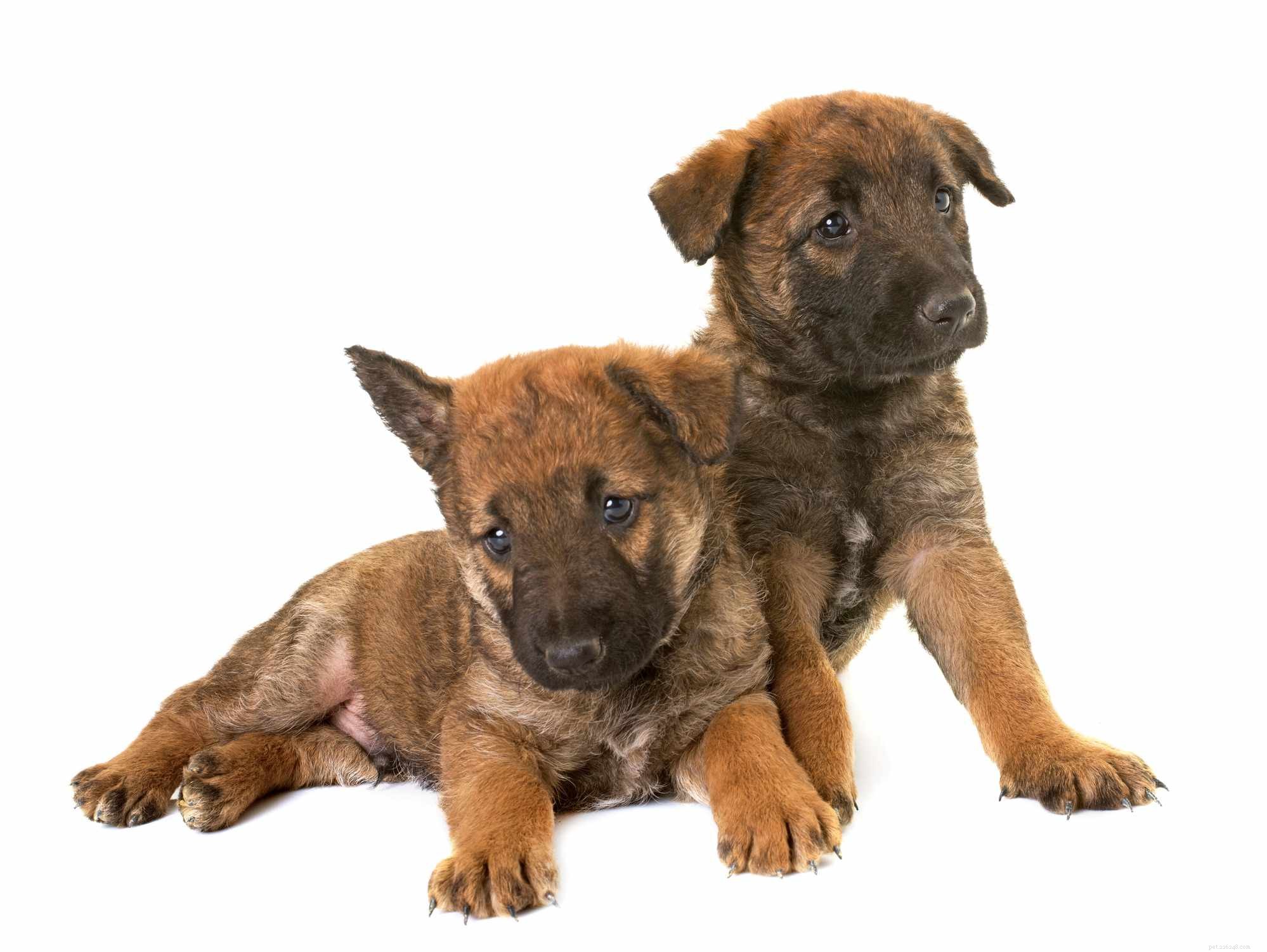 Бельгийский лакенуа:Профиль породы собак
