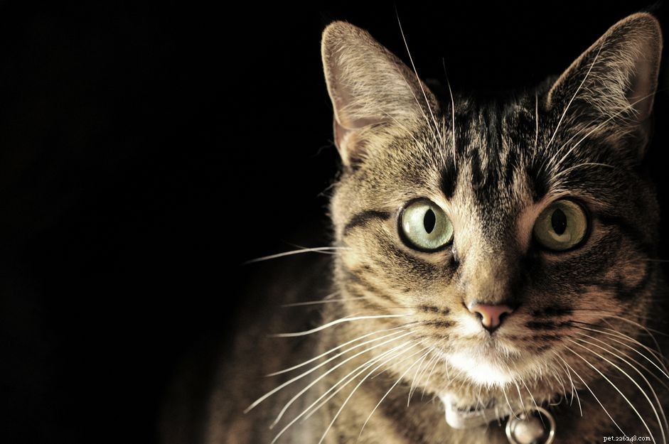 Förebygga FIV (feline immunbristvirus) och hantera FIV+-katter